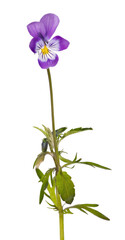 single medium pansy dark violet blooms on stem
