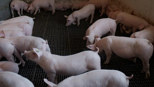 Pig. Pig Farm. Huge pig on a farm. Modern agricultural pig farm. Happy animal husbandry.
