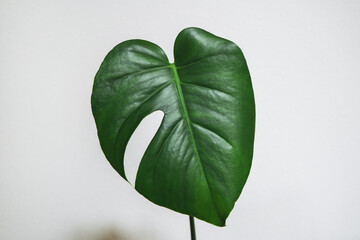 Monstera deliciosa leaf  © Jocelyn