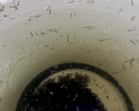 Mosquito larvae in the dirty water