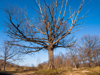 Obraz premium Withered dry tree with branches and trunk sherlock corner