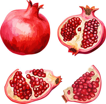 Pomegranates watercolor elements. Slices pomegranate, juicy seasonal fruit with seeds, full and cut. Isolated fresh fruits vector set