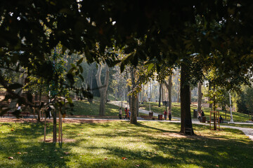 A beautiful park with large trees on a sunny autumn day. Summer background with forest with tall...