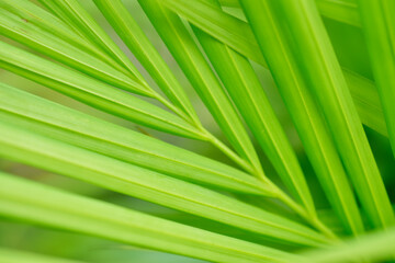 Closeup of plant leaf texture background