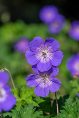 Cranesbills group of blue white purple flowers in bloom, Geranium Rozanne flowering ornamental...