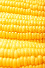 Fresh maize corn texture background