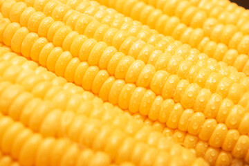 Ripe corn texture background