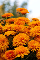 Chrysanthemum flowers in a flowerbed. Autumn flowers.