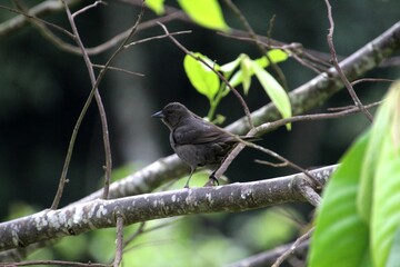 ave chupim - Molothrus bonariensis