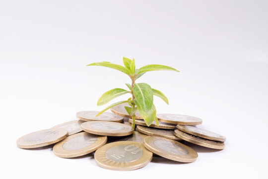 Green plant with indian currency coin on white background
