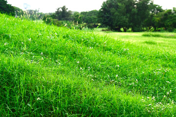Fresh grass view at park