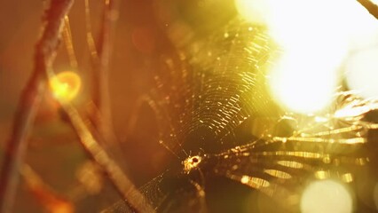 Vertical video. Forest wildlife background. Autumn morning nature. Spider web on bare tree branch with lens flare in golden yellow orange blur bokeh light glow. - Powered by Adobe