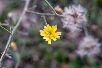 Yellow hawkweed. Possibly Hawkweed oxtongue (Picris hiearacioides?)