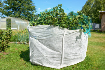 Currant bush covered with white cloth and netting. Protection of ripe berries from birds