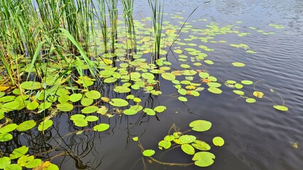 Quiet backwater on the river with green shoots of reeds along the shore