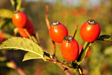 red berries on a branch