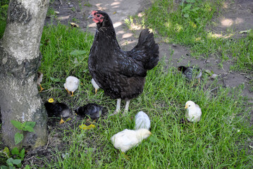 chicken