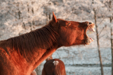 Pferd gähnt in Wintersonne