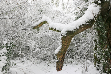 Trees in the snow after a winter storm