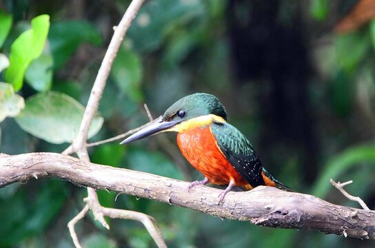 Green-and-rufous Kingfisher male, (Chloroceryle inda)  Alcedinidae family. Location: Mamori Lake, Amazon - Brazil 