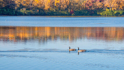 Beautiful autumn scenes besides lake with geese swimming