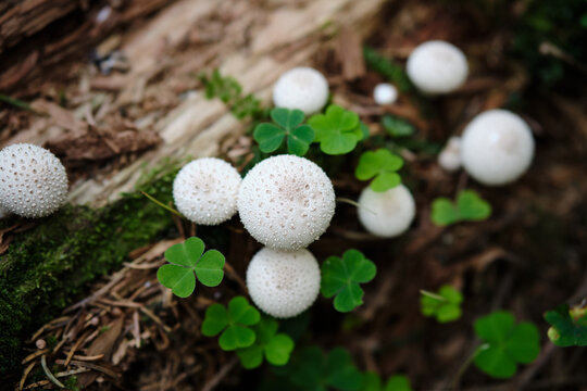 Close - up mushrooms Common puffball or Lycoperdon perlatum on a wooden background. Edible mushroom that grows in the forest under trees in moss. Delicious fungi. White mushrooms in the autumn forest.