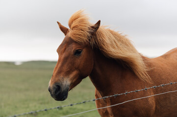 Fototapeta premium A horse in a national park next to the barbed wire.
