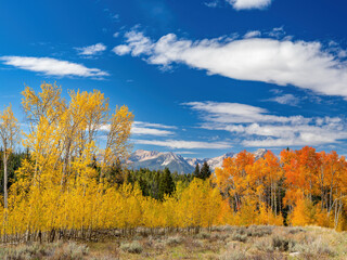Fototapeta premium Blue sky and fall colored tree at the Sawtooths of Idaho