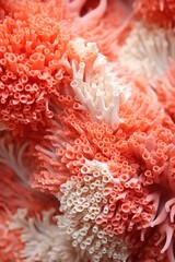 "Porous Coral Close-up: An image showcasing the fine details of the bumpy, porous texture in coral."