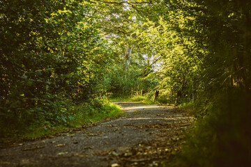 Waldweg im Sommer, schattiger Waldweg, alte Strasse im Wald