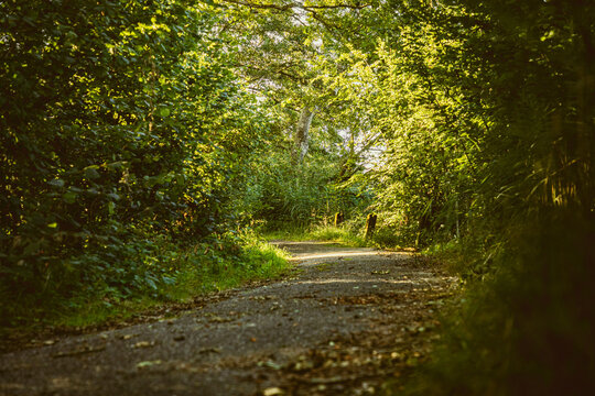 Waldweg im Sommer, schattiger Waldweg, alte Strasse im Wald