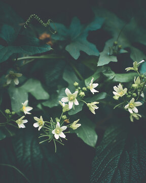 Flower Moody Green macro. High quality photo