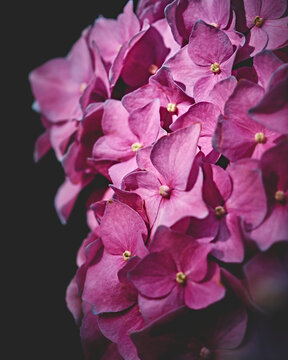 Velvet Flower Blossom Dark Moody. High quality photo