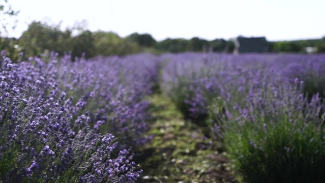 Lavender Field Close Up