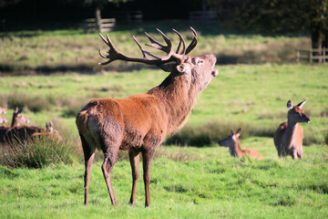 A view of a Red Deer in the Cheshire Countryside on a sunny day