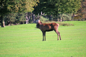 A view of a Red Deer in the Cheshire Countryside on a sunny day