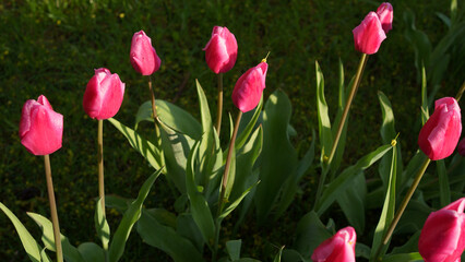 Blooming tulips on green grass	