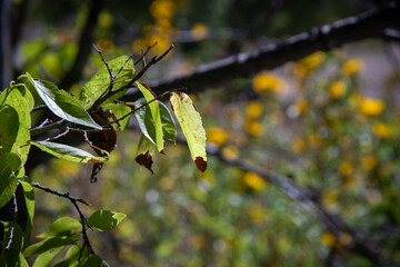 The cycles of leaves 