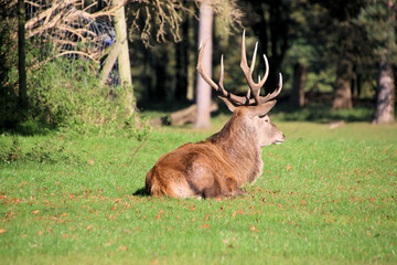 A view of a Red Deer in the Cheshire Countryside on a sunny day