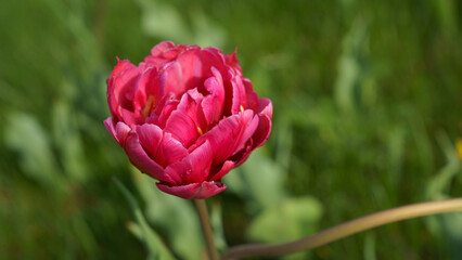 Blooming tulips on green grass	