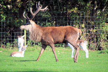 A view of a Red Deer in the Cheshire Countryside on a sunny day