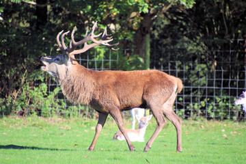A view of a Red Deer in the Cheshire Countryside on a sunny day