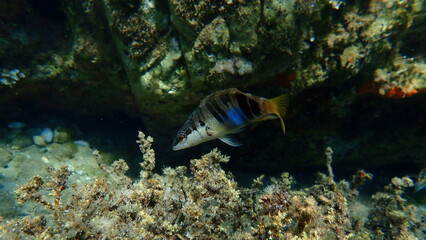 Painted comber (Serranus scriba) undersea, Aegean Sea, Greece, Halkidiki