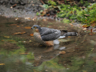 Male of Eurasian Sparrowhawk (Accipiter nisus), reflected in the pond water