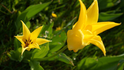 blooming tulips on green grass