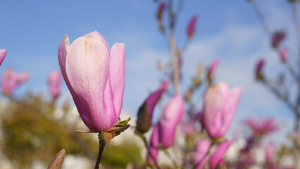 pink magnolia flower against sky