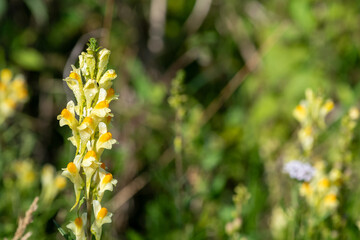 Close up of common toadflax (linaria vulgaris) in bloom