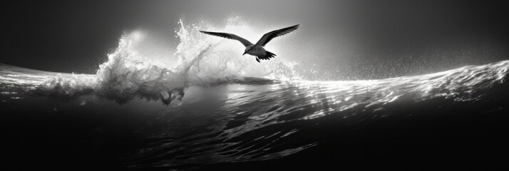 Sea Hawk at work in black and white