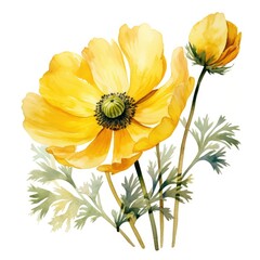 Yellow anemone flower on a white background, watercolor drawing. Generative AI