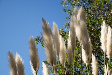 Pampas  in the light wind